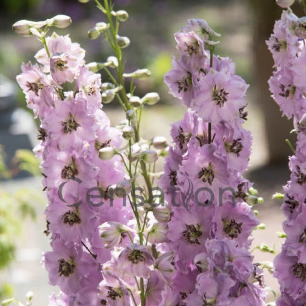 Delphinium elantum : AMARA BARBARA Perene Superbe