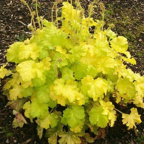 Heuchera : LEMON LOVE Perene Superbe