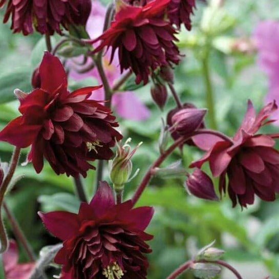 Aquilegia vulgaris : RUBY PORT Perene Superbe
