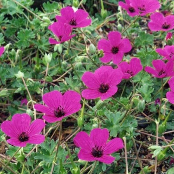 Geranium cinereum : GIUSEPPII Perene Superbe