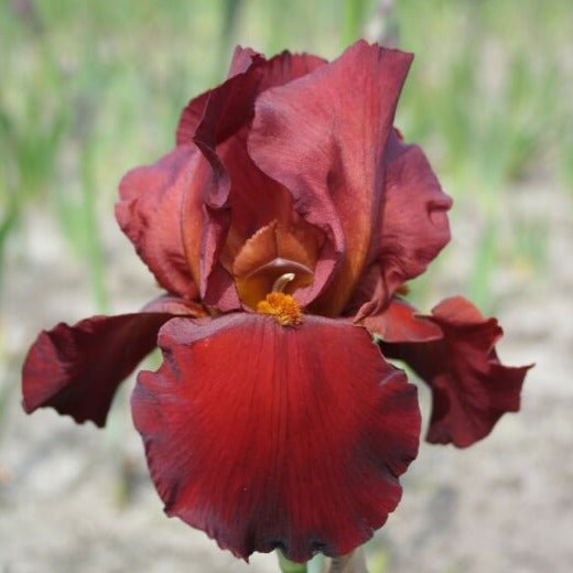 Iris germanica : RESPECTABLE Perene Superbe