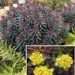 Euphorbia X Polychroma : BONFIRE Perene Superbe