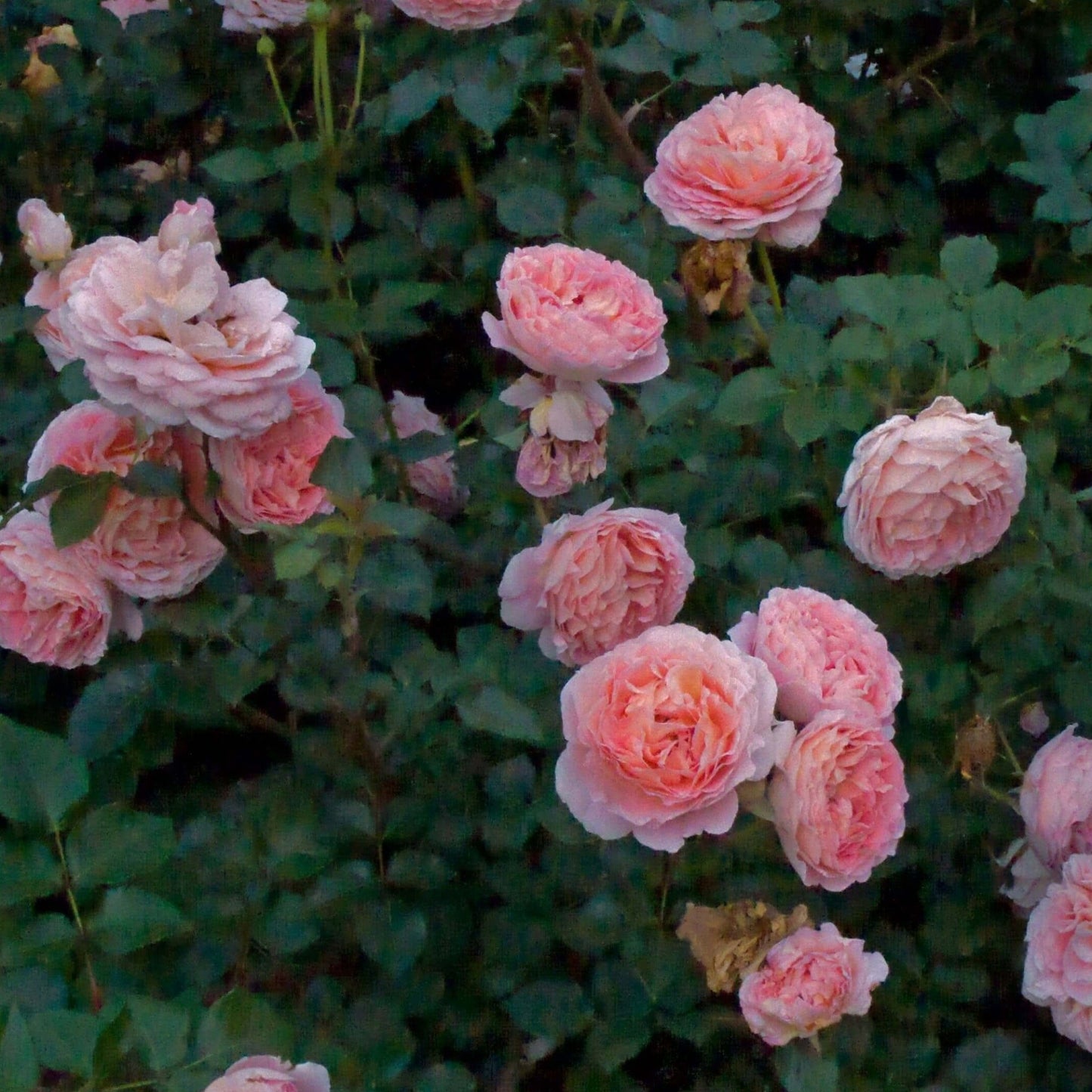 ABRAHAM DARBY Trandafir floribunda