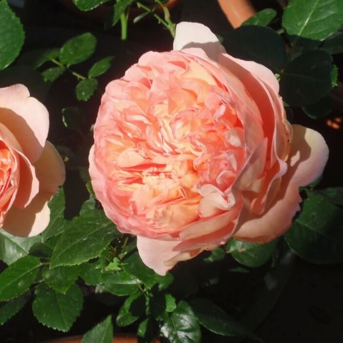 ABRAHAM DARBY Trandafir floribunda