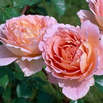 ABRAHAM DARBY Trandafir floribunda
