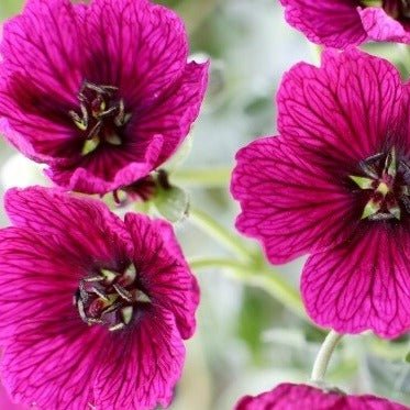Geranium cinereum : JOLLY JEWEL PURPLE Perene Superbe