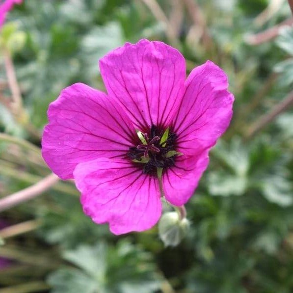 Geranium cinereum : GIUSEPPII Perene Superbe