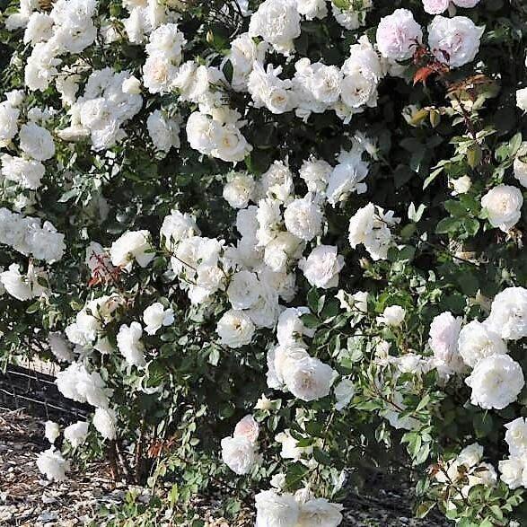 ALASKA Trandafir urcator