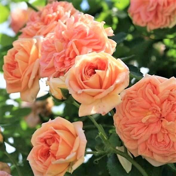 ALCHEMIST Trandafir urcator