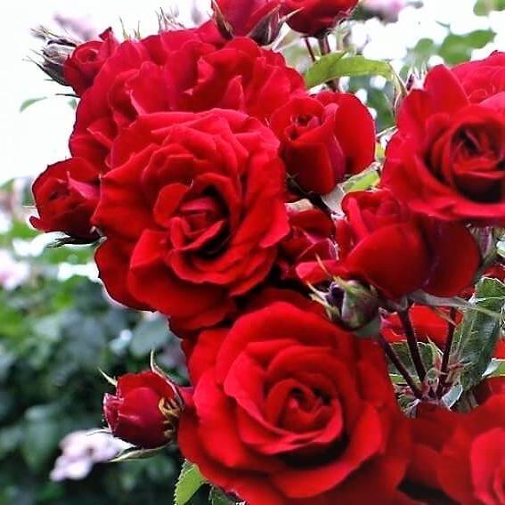 AMADEUS Trandafir urcator