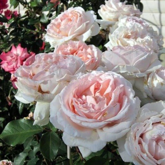 ANDRE LE NOTRE Trandafir urcator