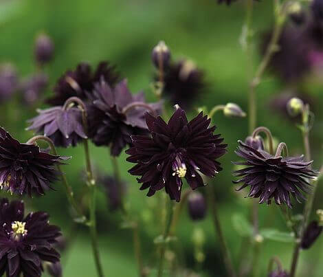 Aquilegia : BLACK BARLOW Jardina.eu