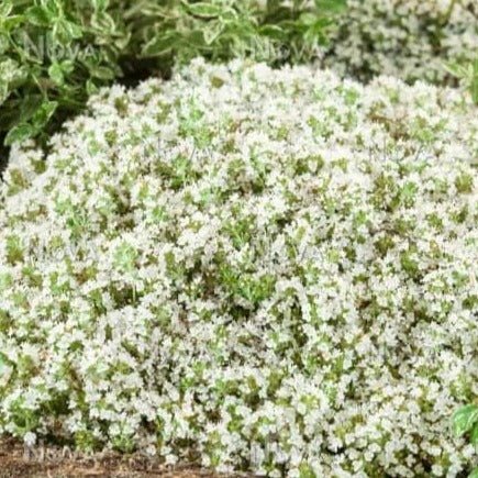 Thymus praecox : WHITE Perene Superbe