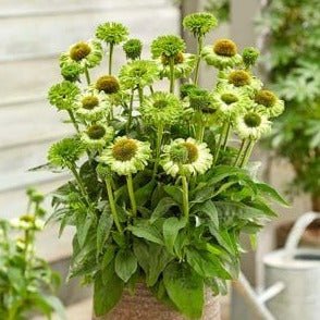 Echinacea hybrida : SUNSEEKERS APPLE GREEN Perene Superbe