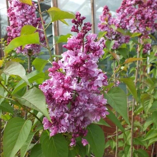 Liliac : PRINCE WOLKONSKY Perene Superbe