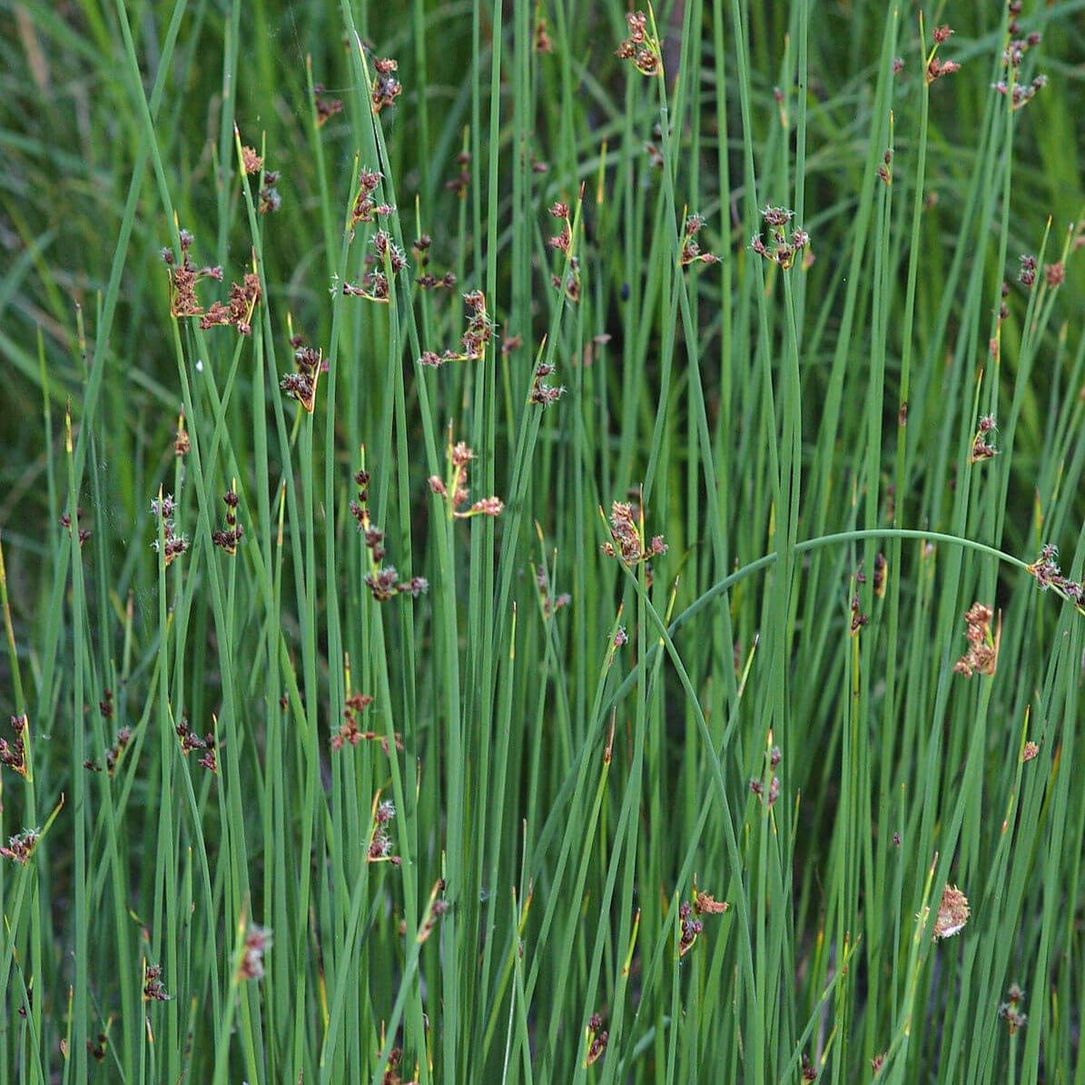 Scirpus tabernaemontani : MOSES FIRE Perene Superbe