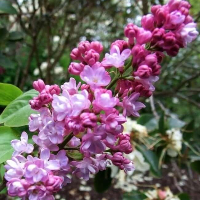 Liliac : BELLE DE NANCY Perene Superbe