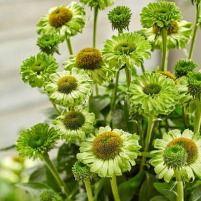 Echinacea hybrida : SUNSEEKERS APPLE GREEN Perene Superbe