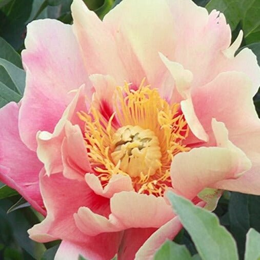 Paeonia itoh : JULIA ROSE Perene Superbe