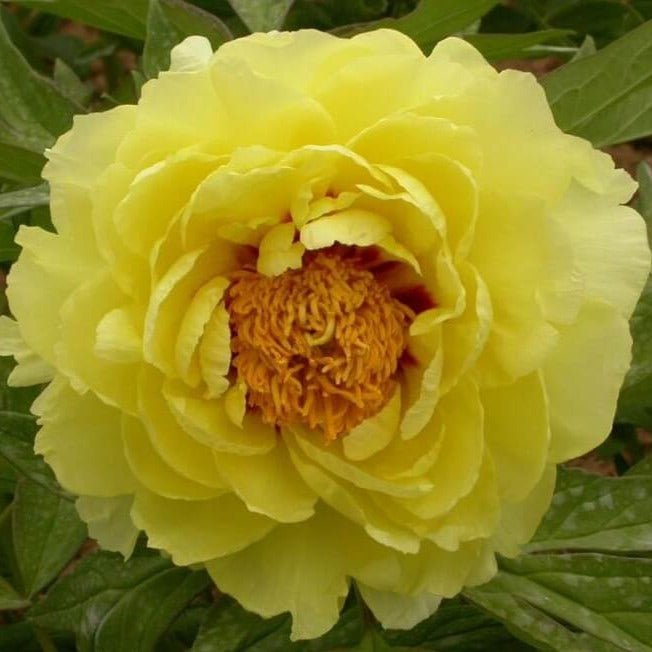 Paeonia suffruticosa : HAI HUANG Perene Superbe