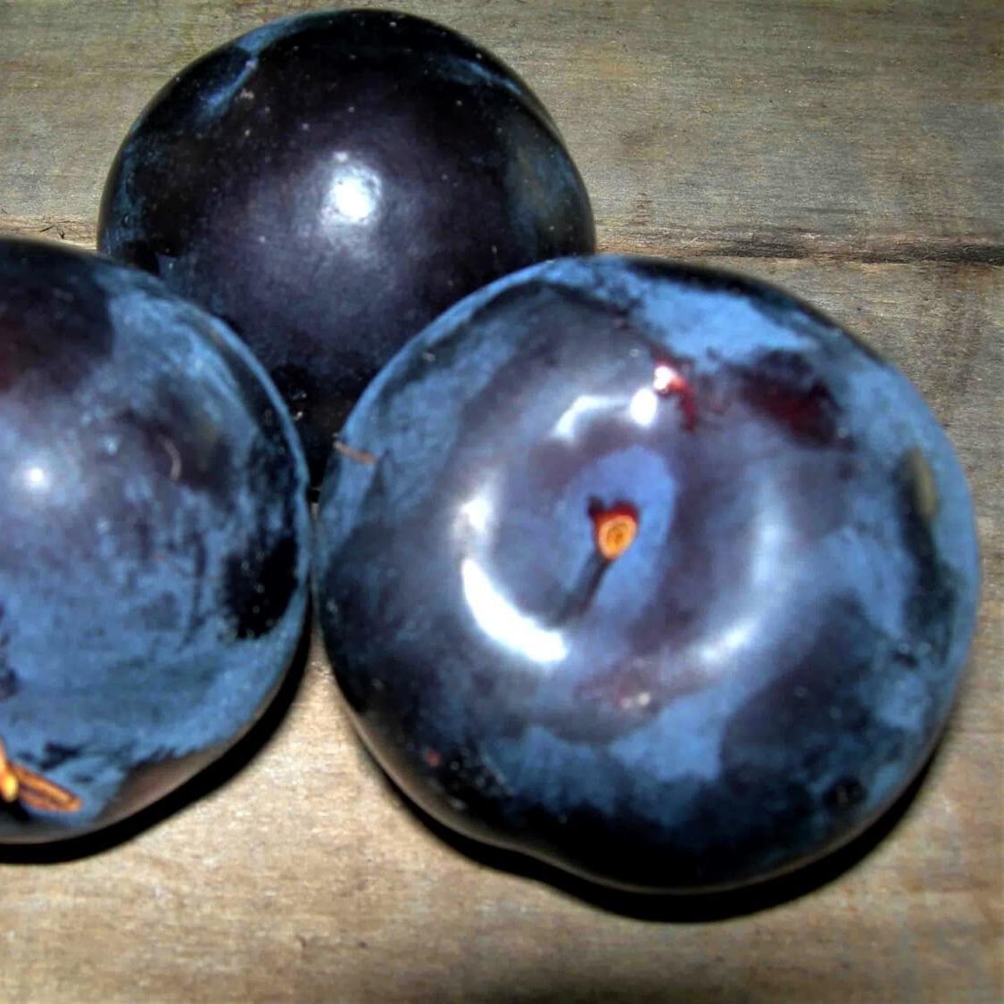 Prun BLACK SUN Prun de anul 2 - coroana proiectata