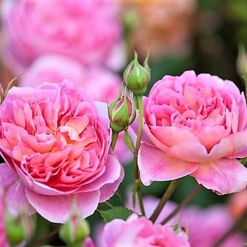 BOSCOBEL Trandafir floribunda