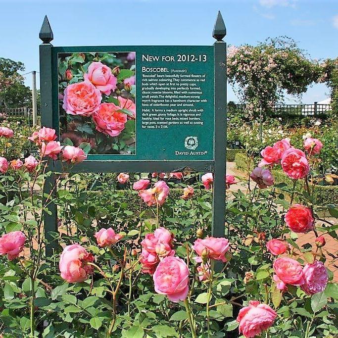 BOSCOBEL Trandafir floribunda