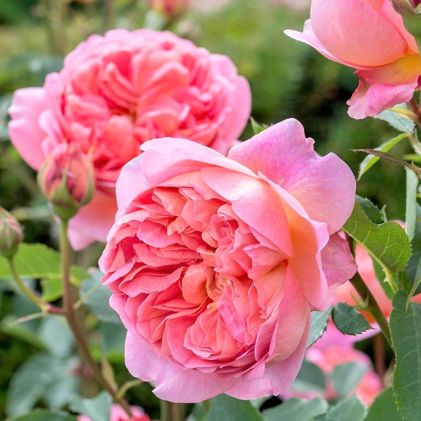 BOSCOBEL Trandafir floribunda