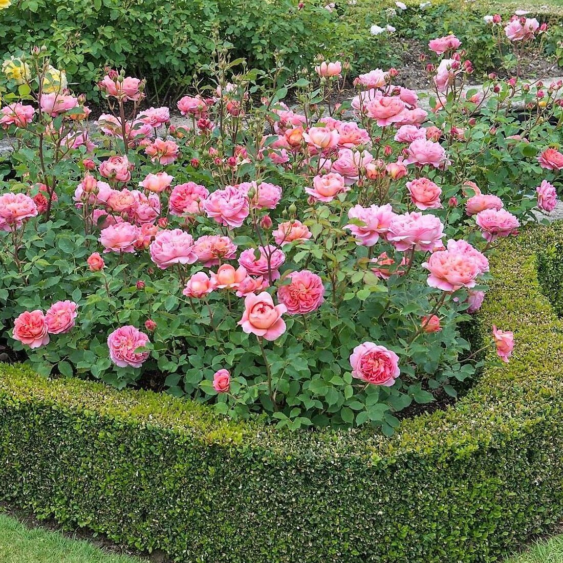 BOSCOBEL Trandafir floribunda