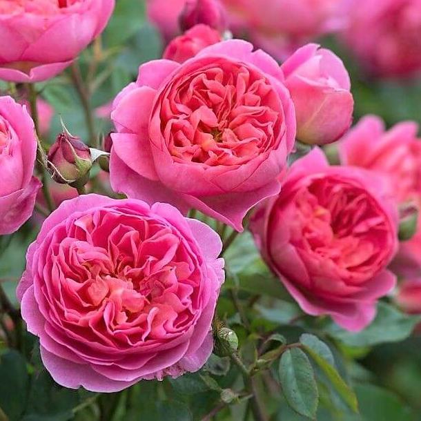 BOSCOBEL Trandafir floribunda