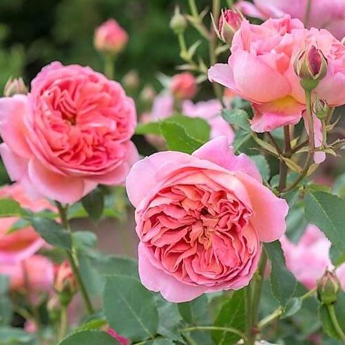 BOSCOBEL Trandafir floribunda