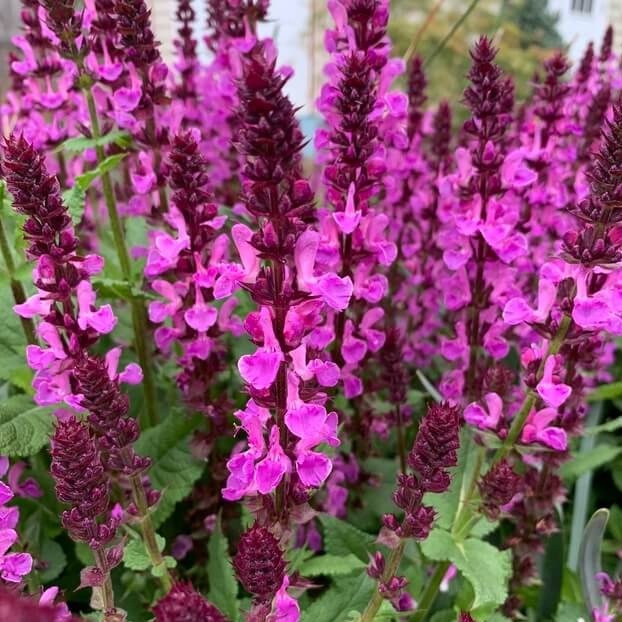 Salvia nemorosa : MARVEL ROSE Perene Superbe