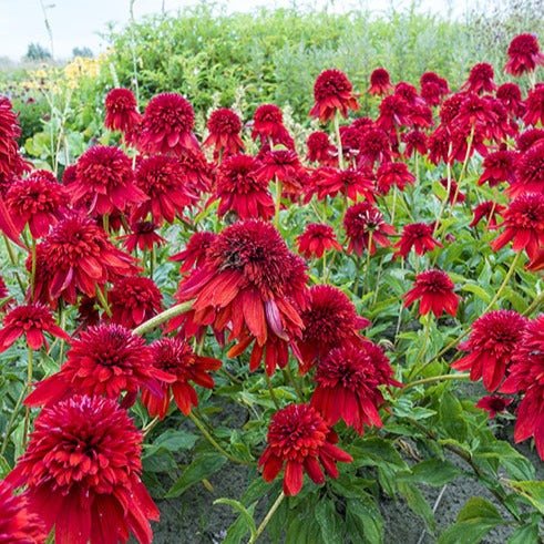 Echinacea hybrida : ECCENTRIC Perene Superbe