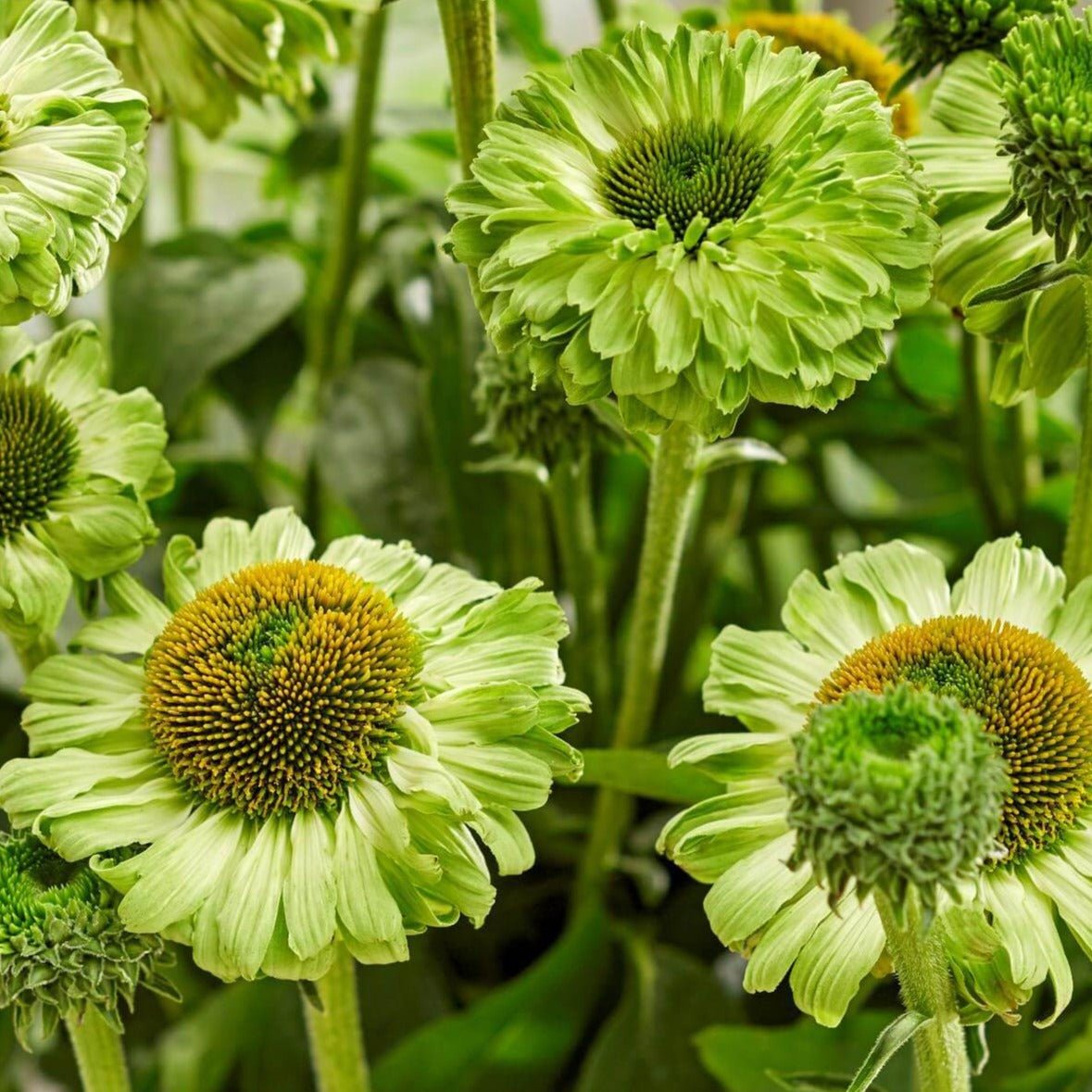 Echinacea hybrida : SUNSEEKERS APPLE GREEN Perene Superbe