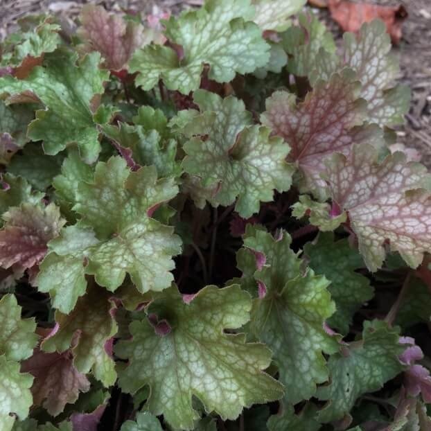 Heuchera : VILLOSA CARNIVAL FALL FESTIVAL Perene Superbe
