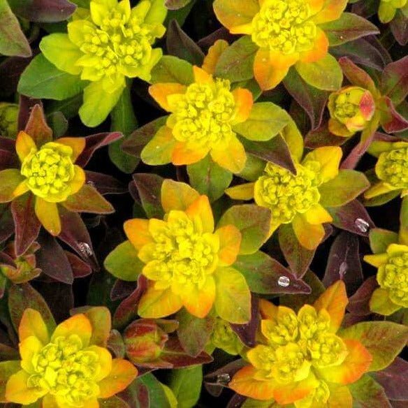 Euphorbia X Polychroma : BONFIRE Perene Superbe