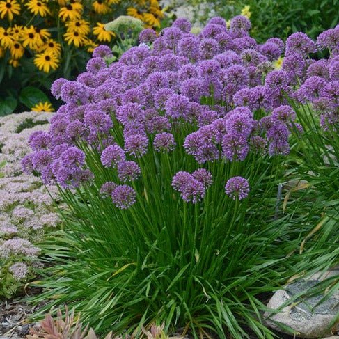 Allium hybrid : MILLENIUM Perene Superbe