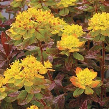 Euphorbia X Polychroma : BONFIRE Perene Superbe