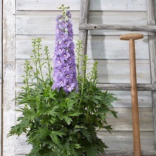 Delphinium elatum : BREEZIN Perene Superbe