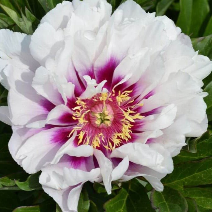 Paeonia itoh : CORA LOUISE Perene Superbe