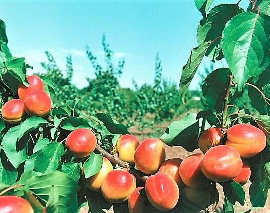 Cais CARMELA Cais de anul 2 - coroana proiectata