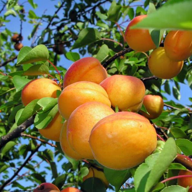 Cais NJA Cais de anul 2 - coroana proiectata