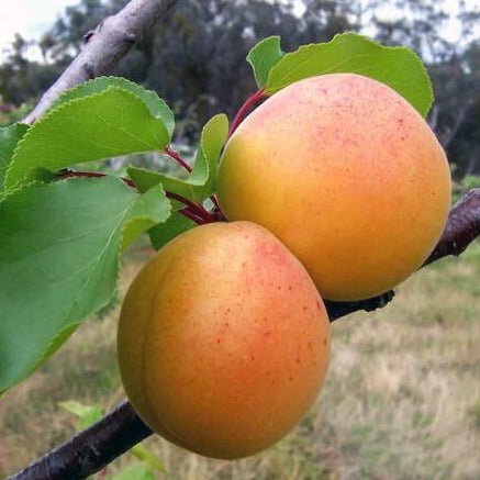 Cais UMBERTO Cais de anul 2 - coroana proiectata