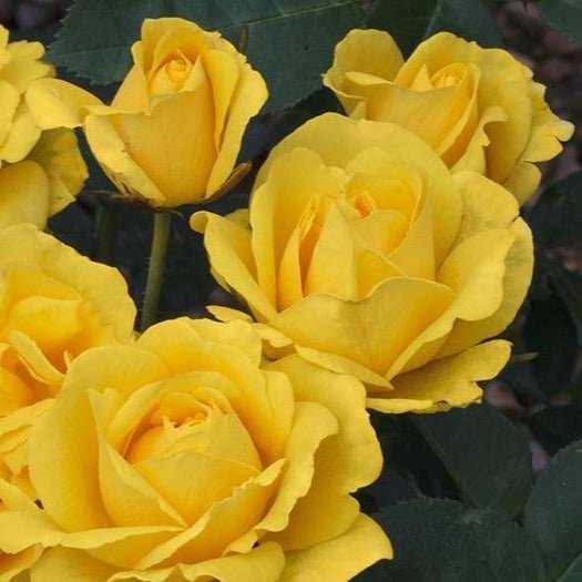 CARTE D'OR Trandafir floribunda