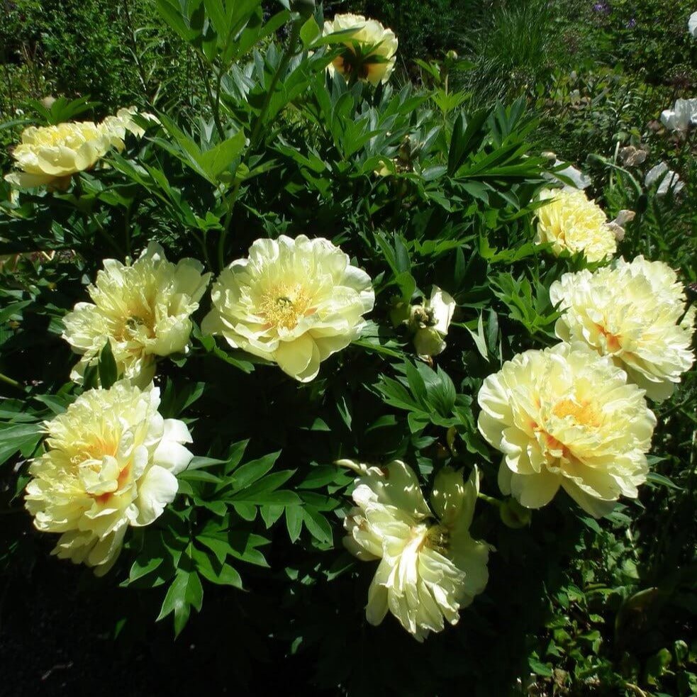 Paeonia suffruticosa : HAI HUANG Perene Superbe