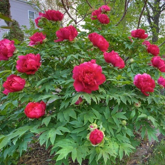 Paeonia suffruticosa : TAIYO Perene Superbe