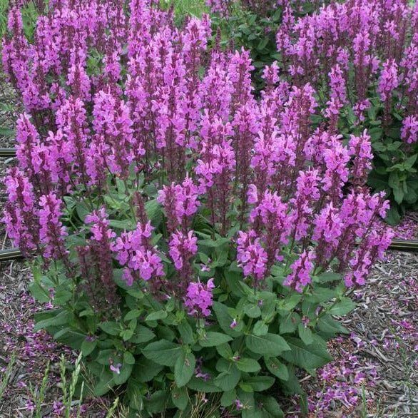 Salvia nemorosa : MARVEL ROSE Perene Superbe