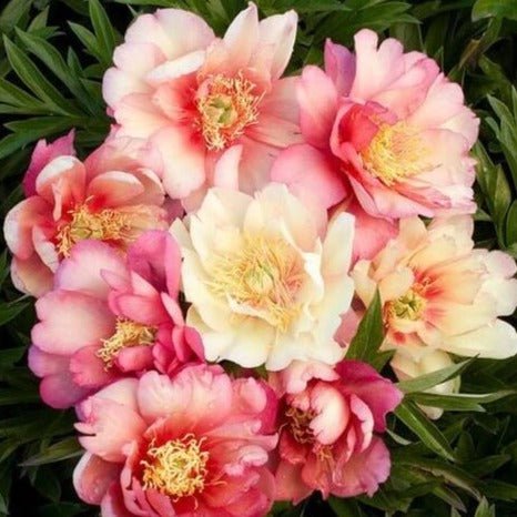 Paeonia itoh : JULIA ROSE Perene Superbe