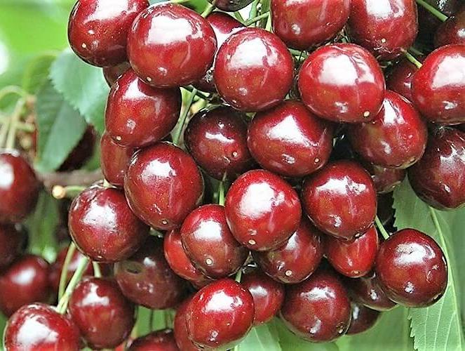 Cires BIGARREAU BURLAT Cires de anul 2 - coroana proiectata