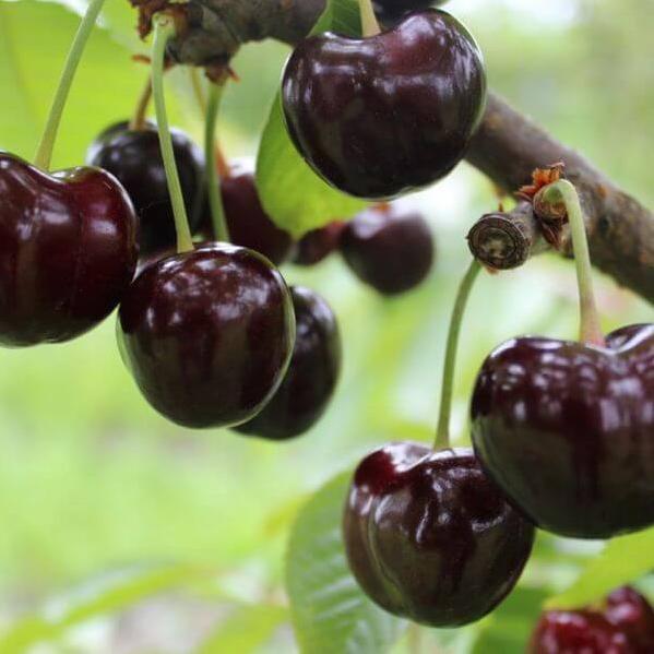 Cires KORDIA Cires de anul 2 - tip varga